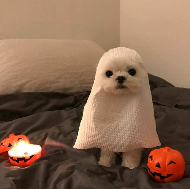 a dog wearing a ghost costume.