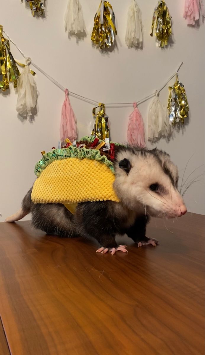 a possum wearing a taco